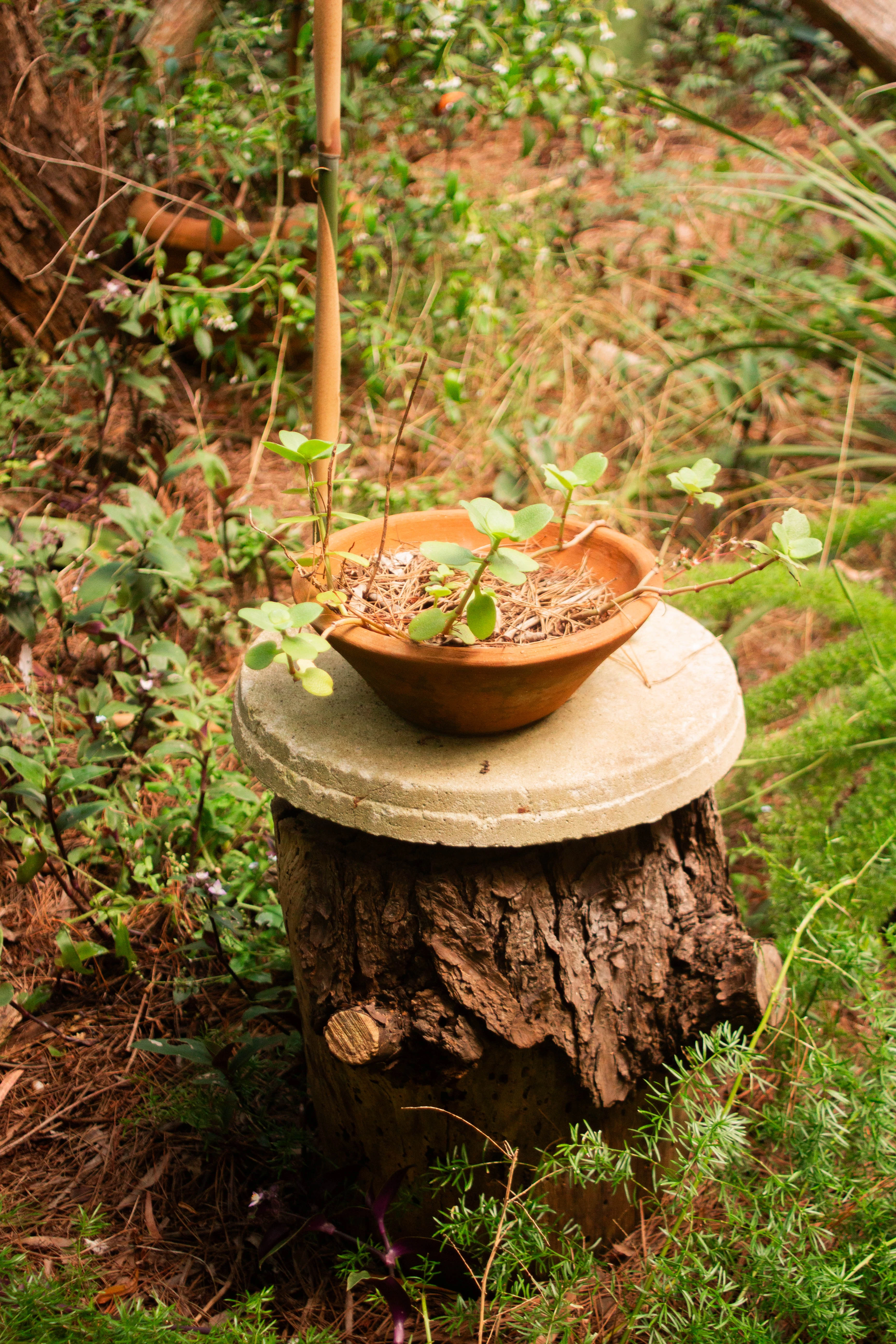 Detalle del jardín con maceta de barro sobre tronco